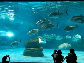 View of fishes swimming in sea