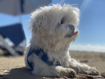 pet
