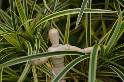 Close-up of lizard on grass