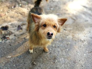 High angle portrait of dog on floor