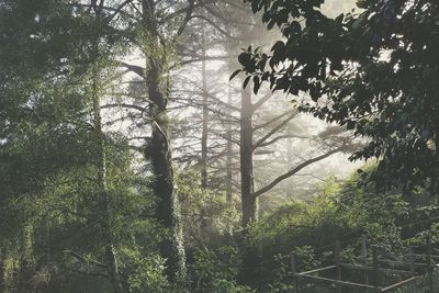 Low angle view of trees