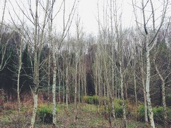 Bare trees in forest against sky