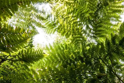 Low angle view of tree