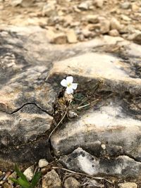 Close-up high angle view of flower