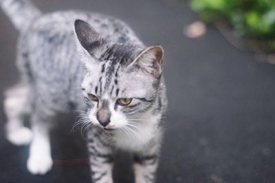 Close-up portrait of cat