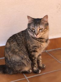 Portrait of cat sitting against wall