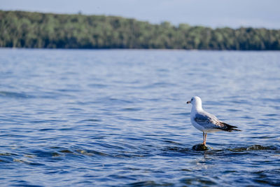 Seagull perching on lake