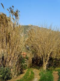 Close-up of trees against clear sky