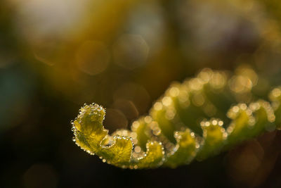 Close-up of plant