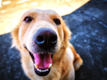 Close-up portrait of dog