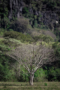 View of trees in forest