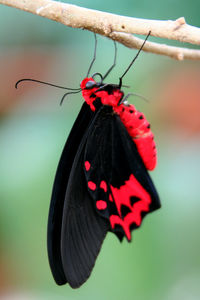 Close-up of butterfly on leaf