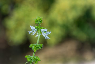 Close-up of white flowering plant