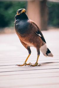 Close-up of bird perching