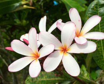 Close-up of frangipani blooming outdoors