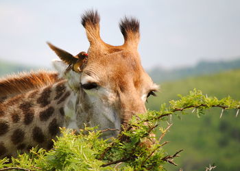 Close-up of a giraffe carrying a passenger