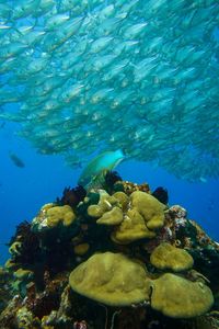 Fish swimming in sea