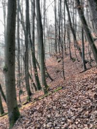 Trees in forest