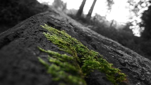 Close-up of moss growing on tree trunk
