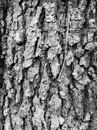 Full frame shot of tree trunk