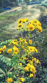 Close-up of yellow flowers