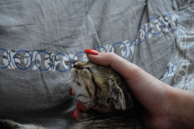 Midsection of person holding cat