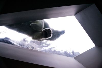 Directly below shot of polar bear standing on glass ceiling