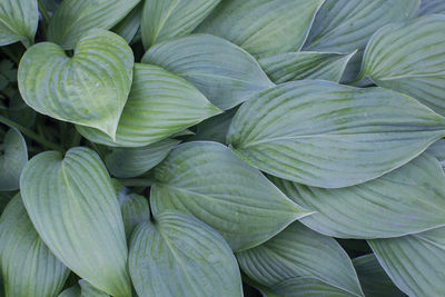 Full frame shot of leaves