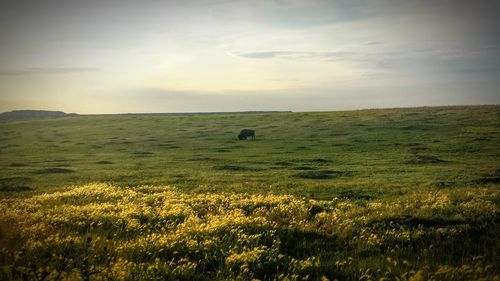 Scenic view of agricultural field against sky