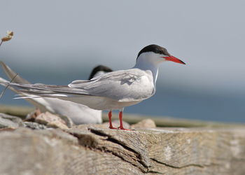 Close-up of seagull perching on a bird