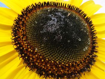 Close-up of bee on sunflower