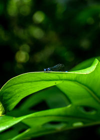 Close-up of butterfly on leaf