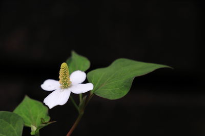 Close-up of white flowering plant against black background