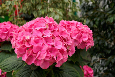 Close-up of pink flowering plant in park