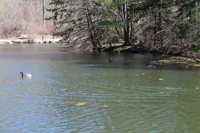 Lake with trees in background