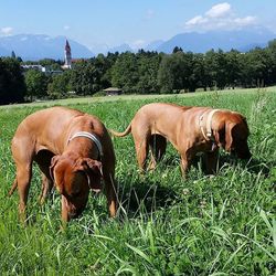 Cows grazing on grassy field