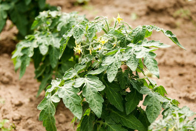 Close-up of fresh green plant in field