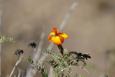 Close-up of yellow flowering plant