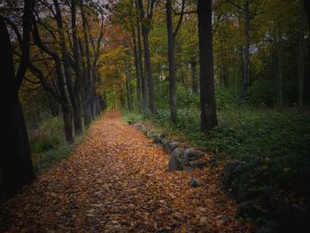 Trees in forest during autumn