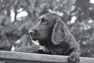 Close-up of cocker spaniel relaxing on wall