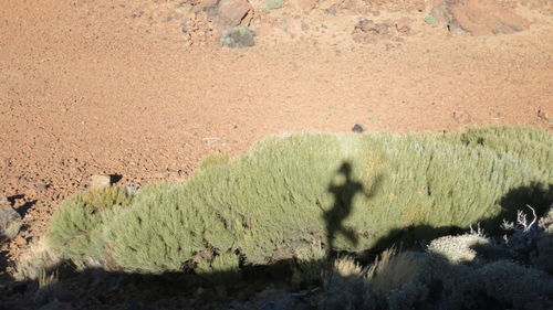 High angle view of shadow on sand at beach