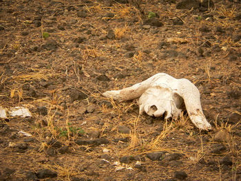 View of animal skull