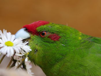 Close-up of parrot eating flower