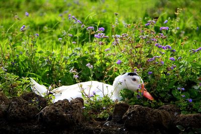 Close-up of bird perching on plant