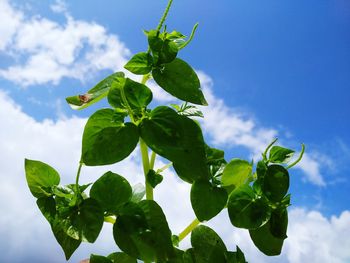 Low angle view of green leaves against sky