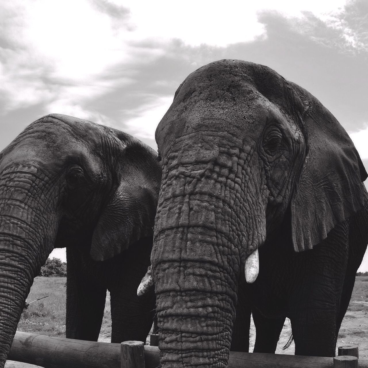 sky, animal themes, low angle view, sculpture, cloud - sky, outdoors, no people, statue, day, one animal, close-up, elephant, animal representation, wildlife, animals in the wild, nature, sunlight, history, cloud, two animals