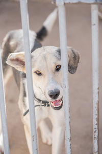 Close-up portrait of dog