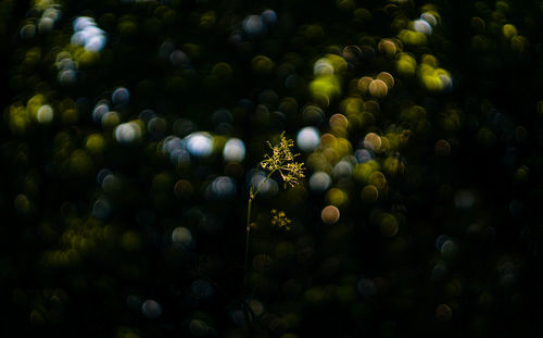 Close-up of flowering plant