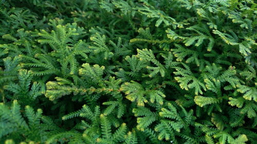 Full frame shot of fresh green plants