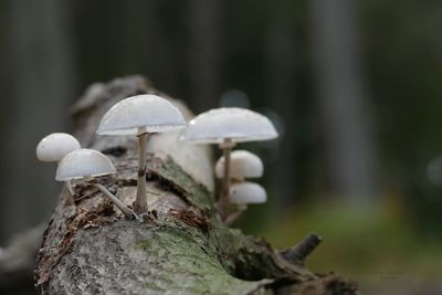 Close-up of mushrooms growing on tree trunk